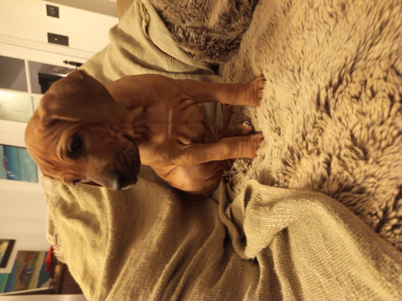 Rhodesian Ridgeback - Rhodesian Ridgeback