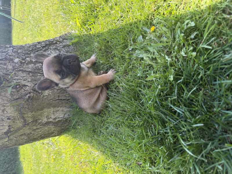 Bouledogue français - Chiots bouledogues français inscrit au lof