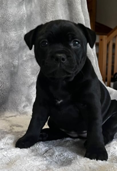 Staffordshire Bull Terrier - Chiots staffies - Domaine de Grandrû