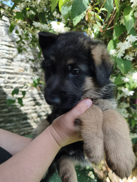 Berger Allemand - Chiot Berger Allemand