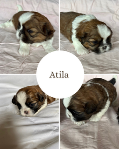 Shih Tzu - Vente bébé shih tzu