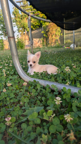 Chiot Chihuahua