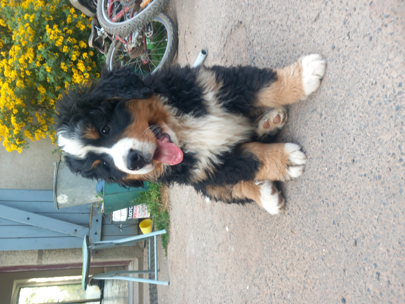 Bouvier Bernois - Bouviers bernois lof portée testée