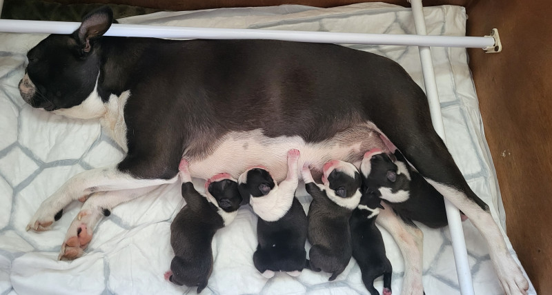 Boston Terrier - chiots à réserver - DE BOUSSAC LES DEUX EGLISES (demande en cours auprès de la SCC)