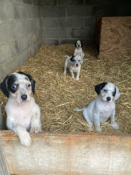 Setter Anglais - A réserver chiots Setter Anglais LOF
