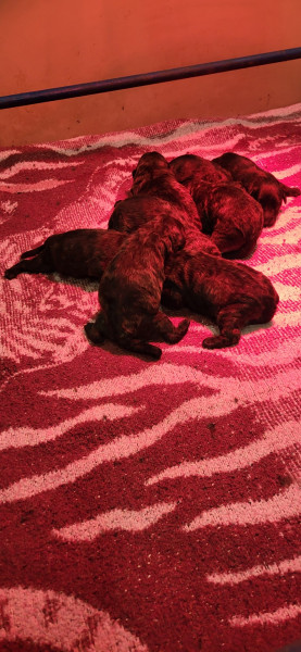 Bouvier des Flandres - Chiots bouvier des Flandres Le Bain du Roy - le Bain du Roy