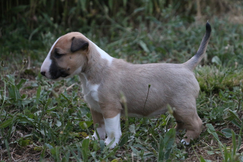 Bull Terrier - Vente de chiot bull terrier LOF