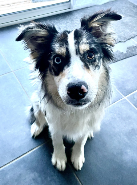 Border Collie - Ace - Border Collie LOF - 9 mois