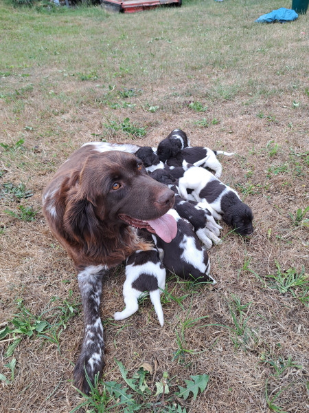Chiot Petit Epagneul de Münster