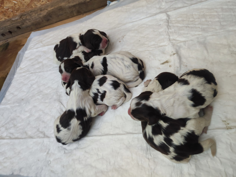 English Springer Spaniel - Chiots English Springer Spaniel