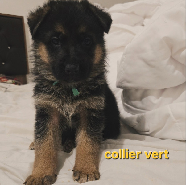 Berger Allemand - Berger allemand poile court - Elevage des BA de Somme