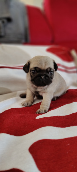 Carlin - Chiot Carlin