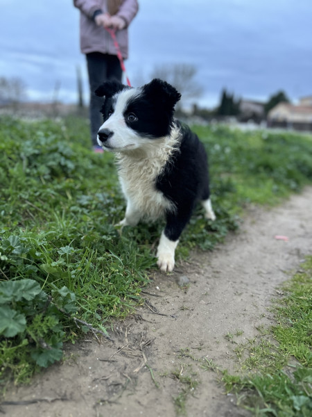 Border Collie - Chiots femelles Border Collie Show LOF