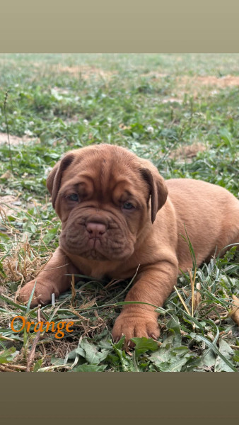 Dogue de Bordeaux - Chiot Dogue de Bordeaux LOF - Des Terres Argalles