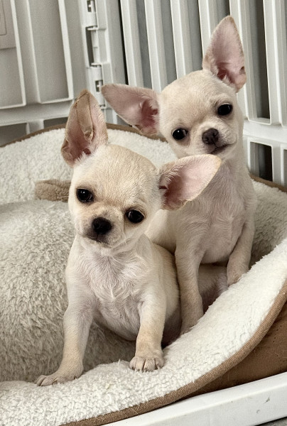Chihuahua - Chiot Chihuahua LOF - Domaine de Céléste