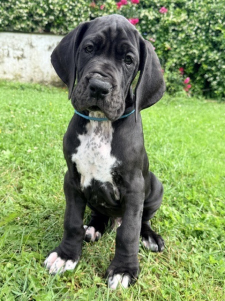 Dogue allemand - Chiots Dogue Allemand - La Vallée de la Soule