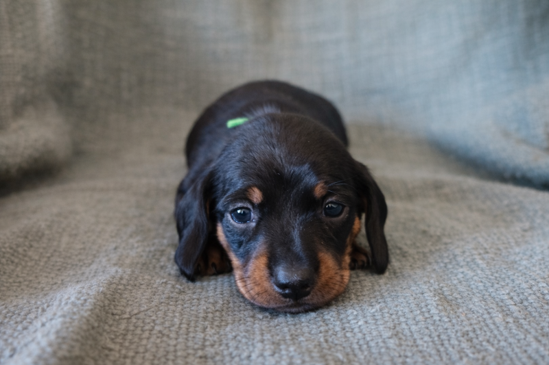 Teckel poil ras - ADORABLE CHIOT TECKEL NAIN DISPONIBLE - teckelerie.cie