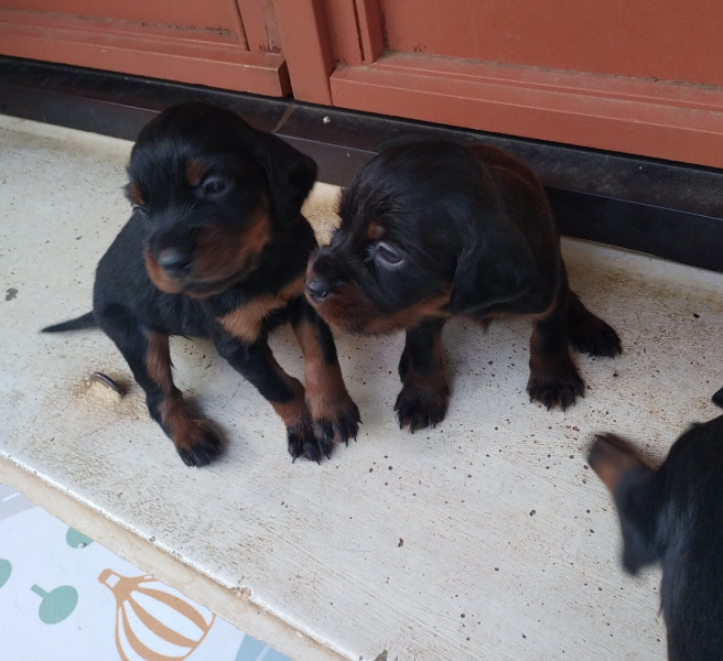 Setter Gordon - Chiots Setter Gordon - Des Contreforts du Pic