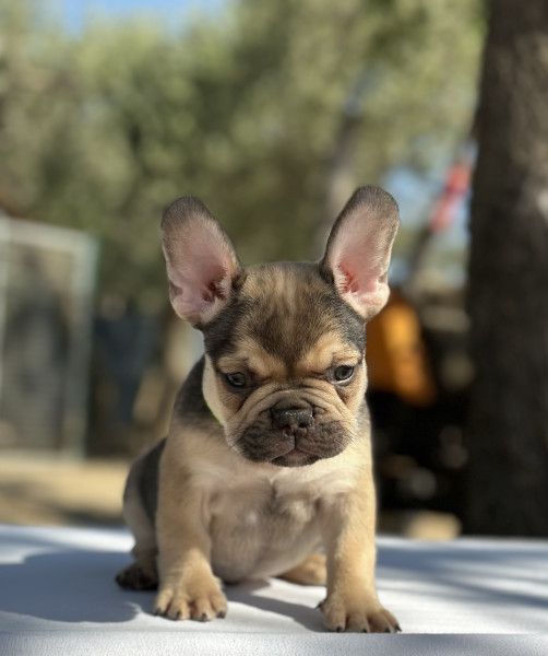 Bouledogue français - Bouledogue Français - Les terres du sud