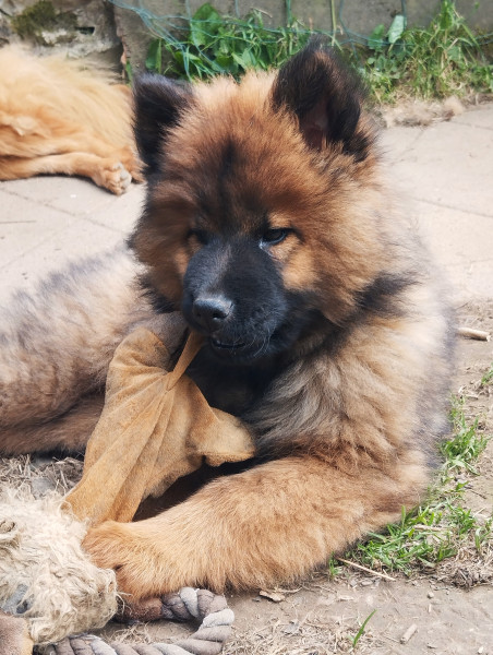 Eurasier - Vente chiots eurasier lof - des collines de haute bretagne