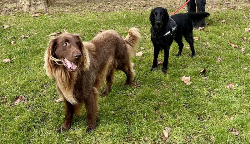 Flat Coated Retriever - FLAT COATED RETRIEVER