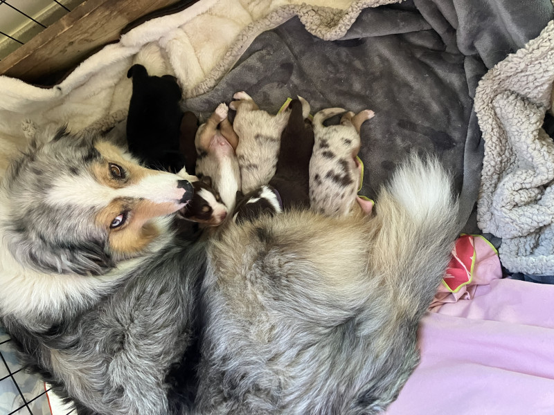 Chiot Berger Australien