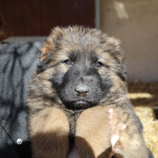 Berger Allemand Poil Long - Chiots Berger allemand poils longs