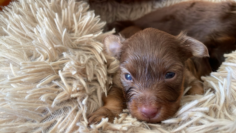 Chiot Russkiy Toy (Petit Chien Russe)