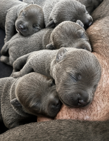 Chiot Staffordshire Bull Terrier