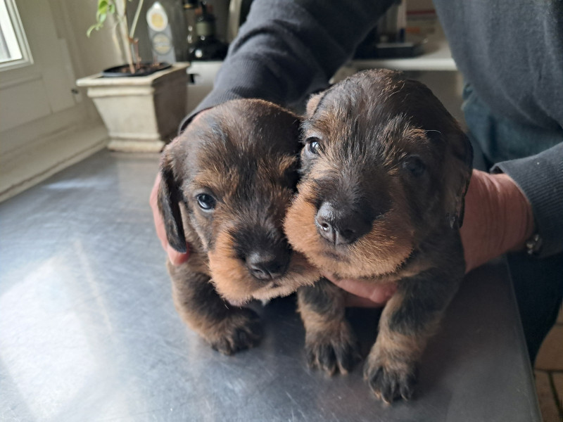 Teckel poil dur - chiots à reserver