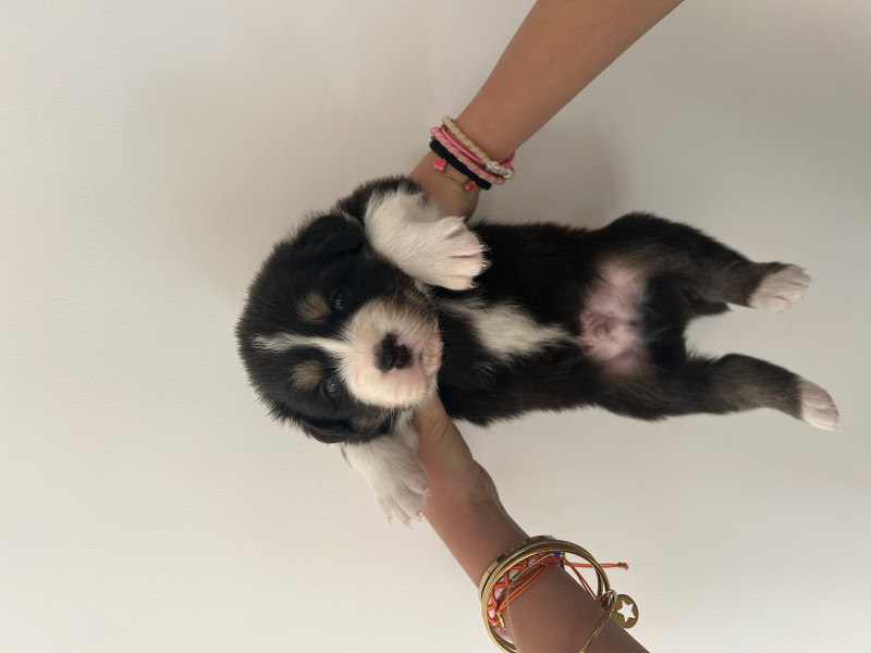 Berger Australien - VENDS CHIOTS BERGER AUSTRALIEN