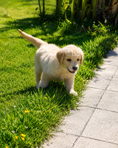 Golden Retriever - Chiot golden retriever LOF