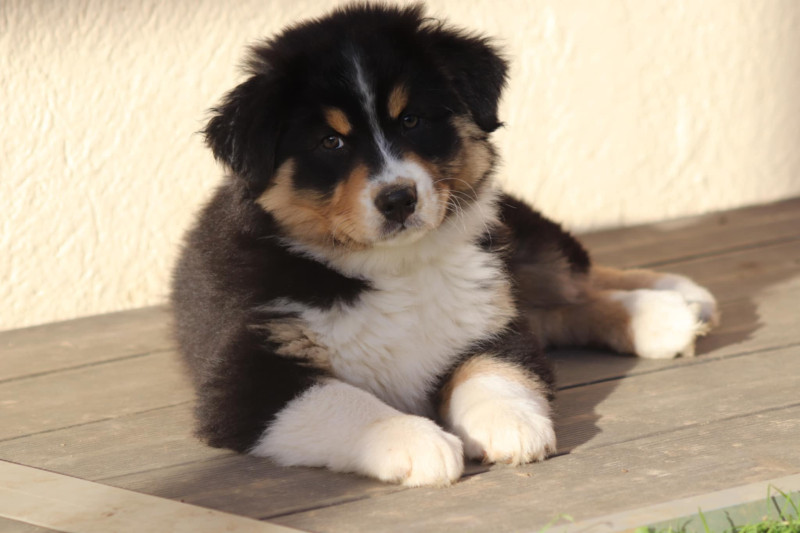 Berger Australien - chiots bergers australien - of crystal june