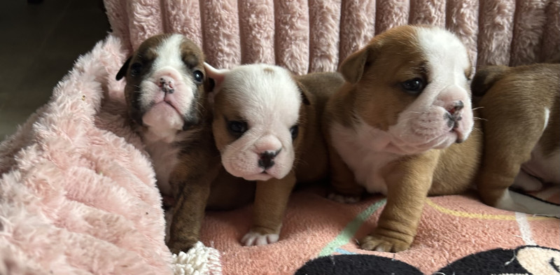 Bulldog Anglais - Vends Buldog anglais, lof