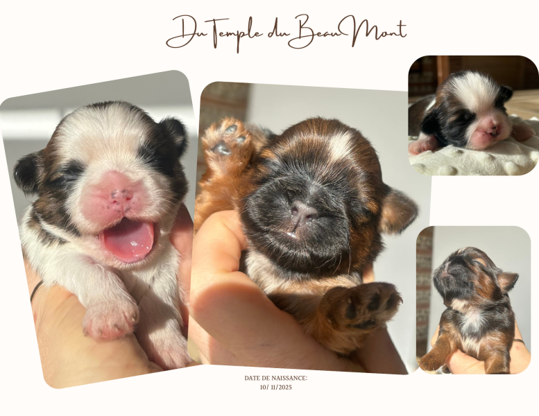 Shih Tzu - Une magnifique portée de chiots Shih Tzu