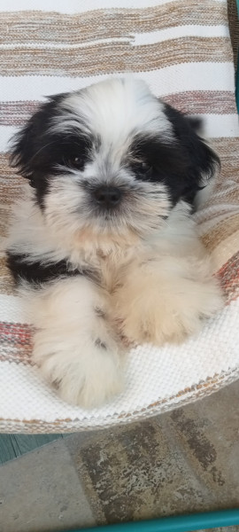 Shih Tzu - bébés Shih Tzu