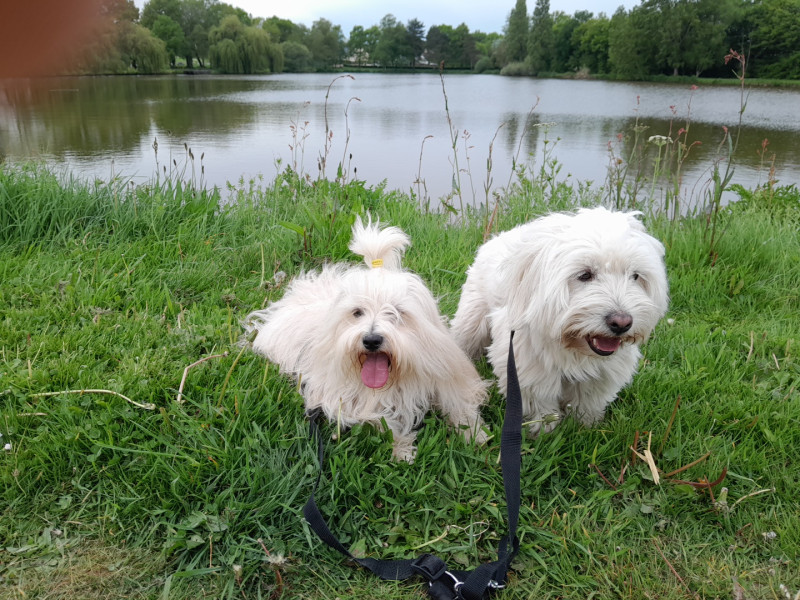 Coton de Tulear - Vente Chiots Coton de Tuléar