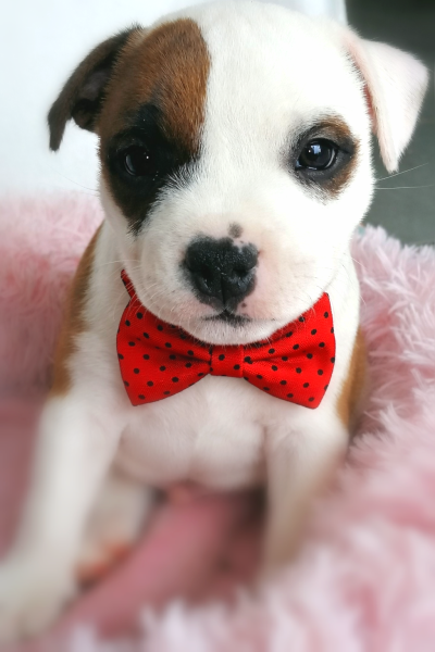 Staffordshire Bull Terrier - CHIOTS STAFFORDSHIRE BULL TERRIER