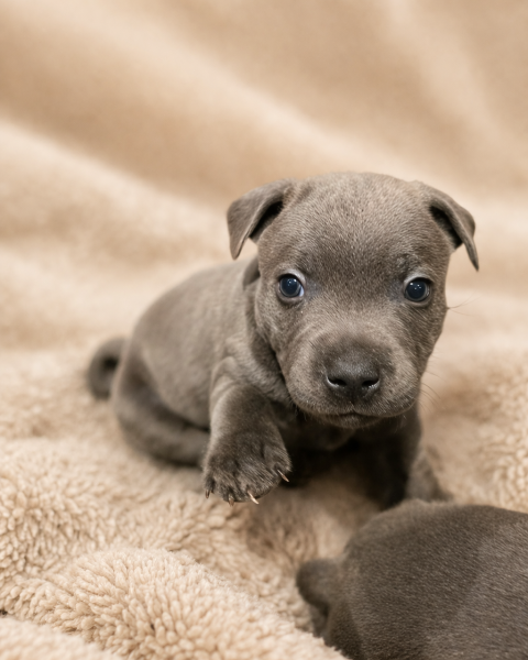 Staffordshire Bull Terrier - Chiots Staffordshire Bull Terrier Bleu LOF Staffie/Staffy