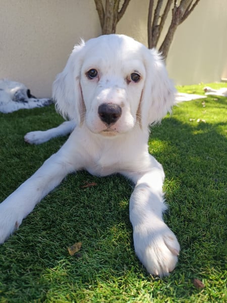 Setter Anglais - Chiots Setter Anglais