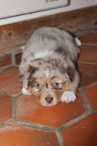 Berger Australien - Chiots Berger Australien LOF - Du Domaine saint Nicolas