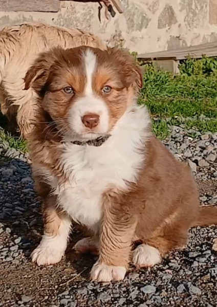 Berger Australien - chiots berger australien lof