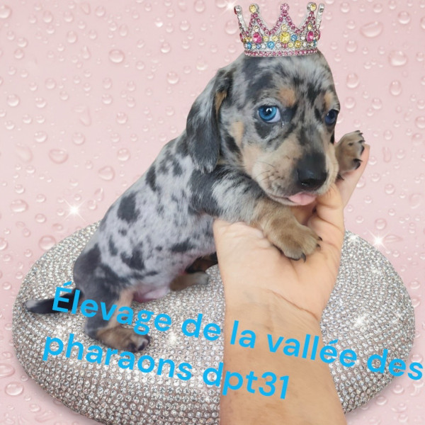 Teckel poil ras - Sublime teckel nain poil ras - De la vallee des pharaons