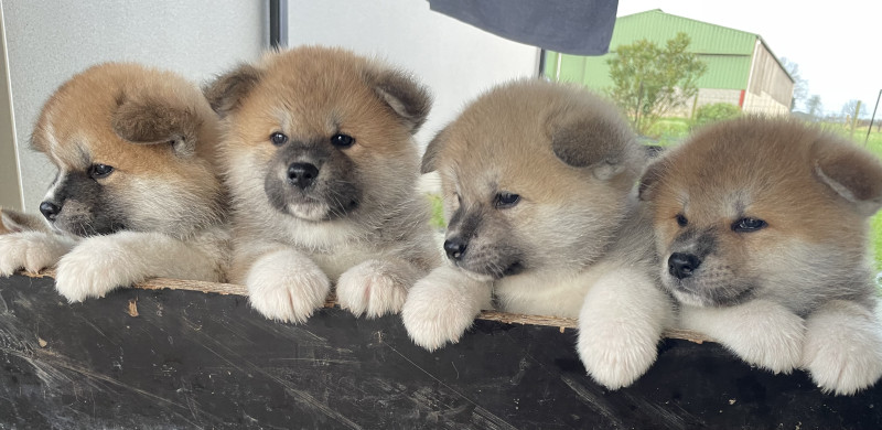 Akita - Chiots Akita Inu - 5 semaines