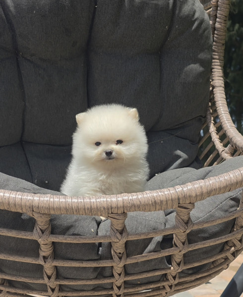 Spitz allemand - Spitz nain pomeranien , loulou de pomeranie - Des lous de la soulsoure