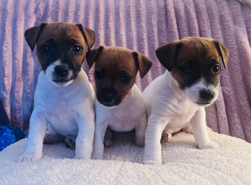 Jack Russell Terrier - Chiots Jack Russel Terrier / Elevage des Amazones - Élevage des Amazones