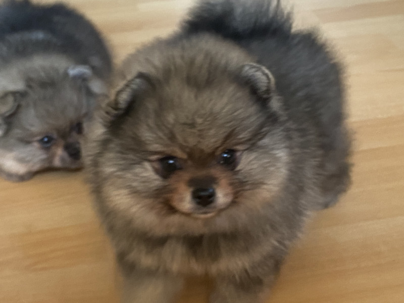 Spitz allemand - Chiots spitz Lof