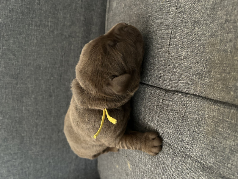 Labrador Retriever - Chiots labrador LOF chocolat et noir - Elevage Des Viéras