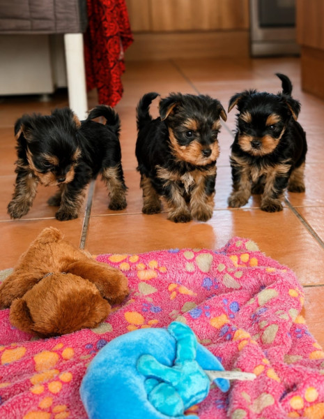 Yorkshire Terrier - Reservation