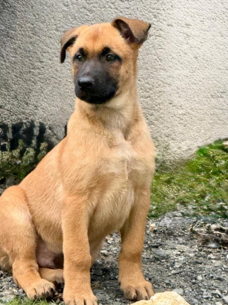 Berger Belge - CHIOT MALE BERGER BELGE MALINOIS